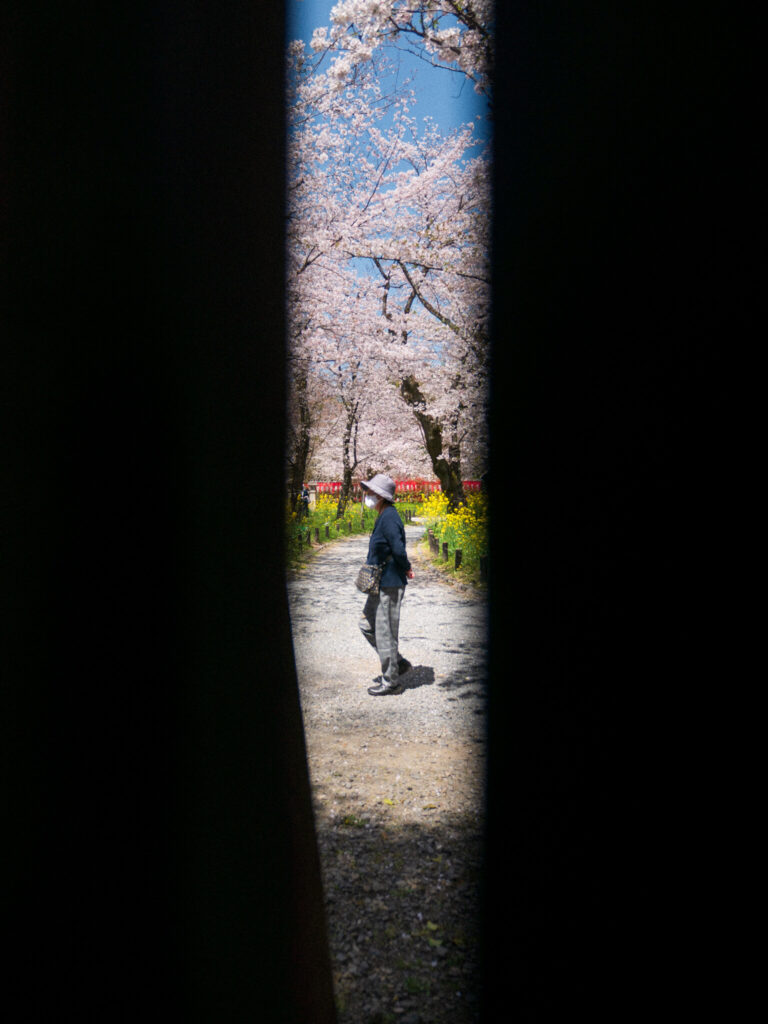 A Japanese lady strolling in a park with specially planted cherry trees